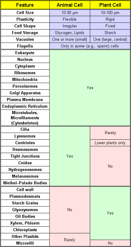 Do plants have cells like yours? What Are The Differences And Similarities Of Animal And Plant Cells Quora