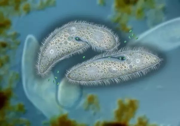 Apa fungsi paramecium bersel tunggal? - Quora