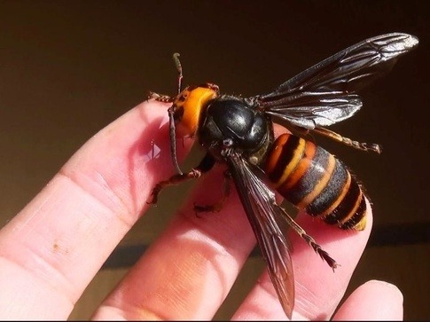 I don't think it looks like the european hornet, it looks more like the asian one. What is it like being near one of those huge hornets native to Japan? - Quora