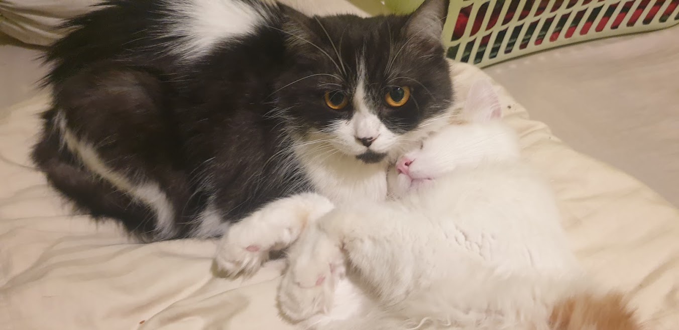 Saya punya kucing tapi tidak boleh dirawat di dalam rumah, sehingga saya  mengurungnya di kandang selama lebih dari 1 tahun. Apakah lebih baik jika  saya melepaskan dia di luar rumah meski tahu