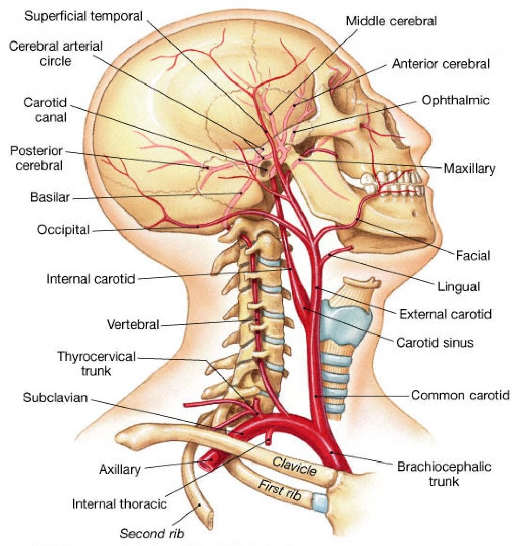 The left and right common carotid arteries ascend up the neck, lateral to the trachea . Where Is The Artery In The Neck Quora