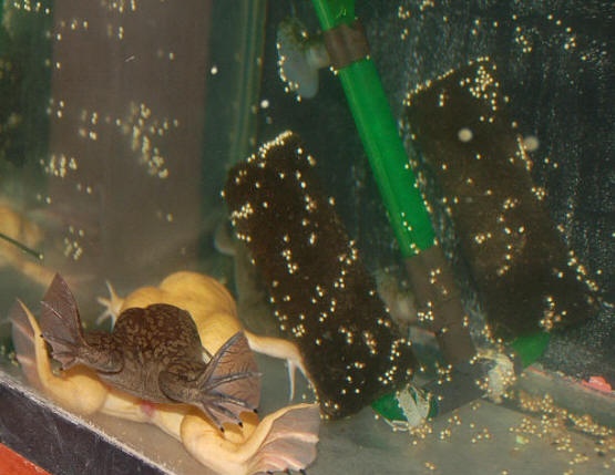 How To Care For African Dwarf Frog Eggs Successfully 