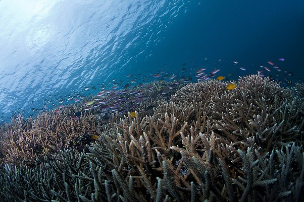 Di tambah lagi banyak terumbu karang yang masih alami menambah indahnya bawah laut. Apa Pemandangan Bawah Laut Paling Mengagumkan Yang Pernah Kamu Lihat Dengan Mata Kepala Sendiri Quora