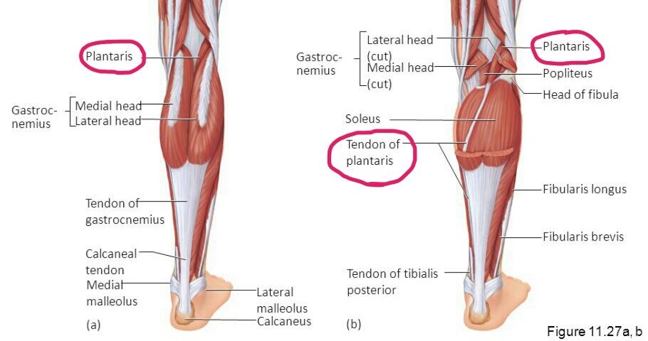 Apa saja fungsi ganda dari tendon? - Quora