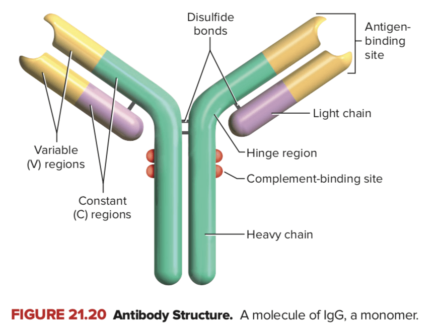 Bagaimana antibodi meningkatkan fagositosis? Bagaimana mereka menghasilkan  lisis sel? - Quora