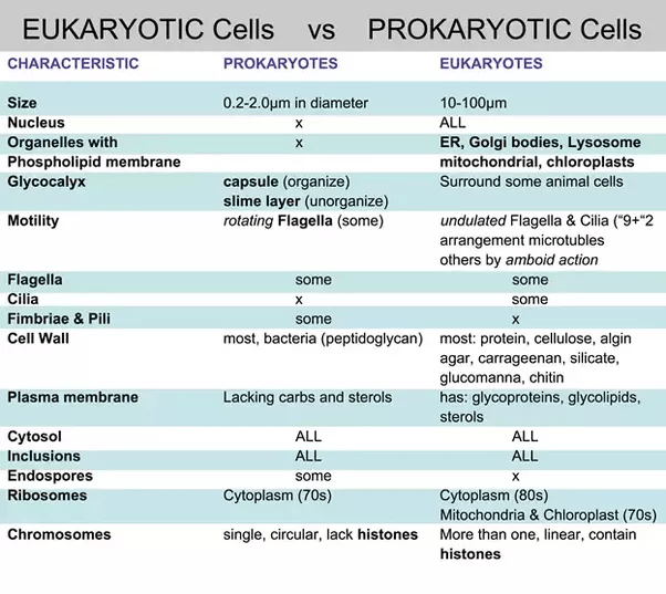 What would happen if a cell didn't have lysosomes. What is a eukaryotic cell? What are the three main parts ...