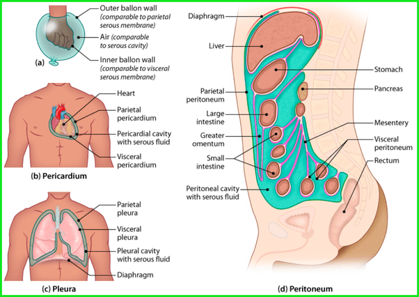 Are the meninges serous membranes? - Quora