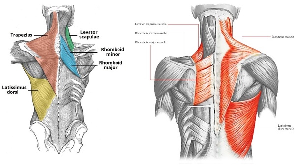 The trapezius is the most superficial muscle of the back and forms a broad flat triangle. What Are The Muscles Of The Back Quora