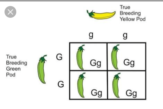 How Many Types Of Gametes Are Formed In The F1 Generation Of