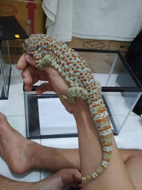 Bagaimana caranya mengusir tokek? - Quora