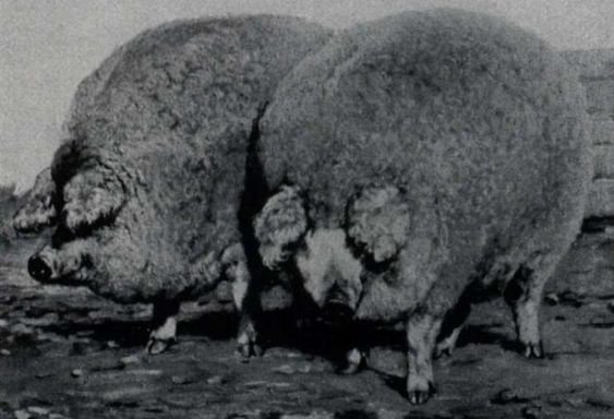 Di mana saya dapat menemukan babi berbulu? - Quora