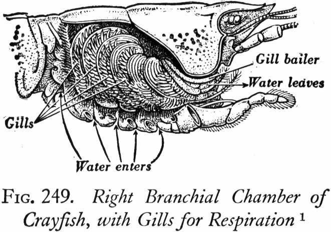 Is Getting Lobsters High Before Boiling Them More Humane Vox They also have something called the gill bailer which has the best name - its called a scaphognathite which helps to keep water moving across the gills. Is Getting Lobsters High Before Boiling Them More Humane Vox The oxygen that crabs need is taken into the gills either through water or moisture in the air.