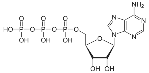 Biology 7 Cellular Metabolism Biochemistry Biology Classroom Biology Harvesting energy from the bonds of several different compounds would result in energy deliveries of different quantities.