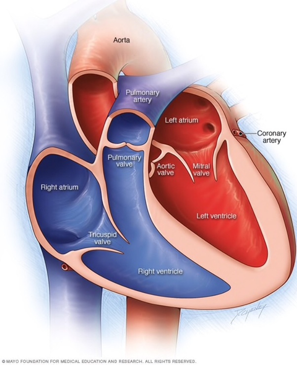 The time frame for full recovery from a cardiac arrest depends on certain factors. What is the cardiac arrest? - Quora