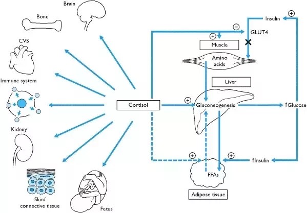 Apa dua contoh hormon yang memainkan peran utama dalam proses homeostatis  dalam tubuh? - Quora
