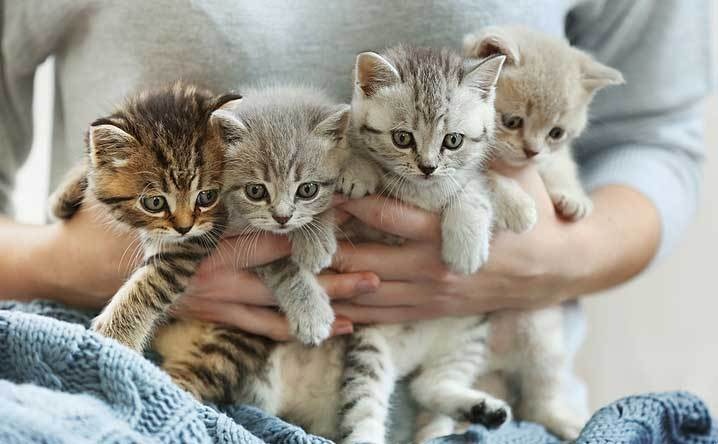 Apakah warna bulu kucing berhubungan dengan jenis kelaminnya? - Quora