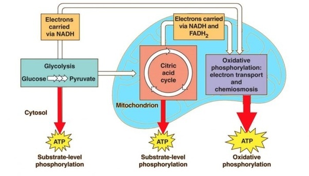 In what organelle does cellular respiration occur? Where does respiration take place? - Quora
