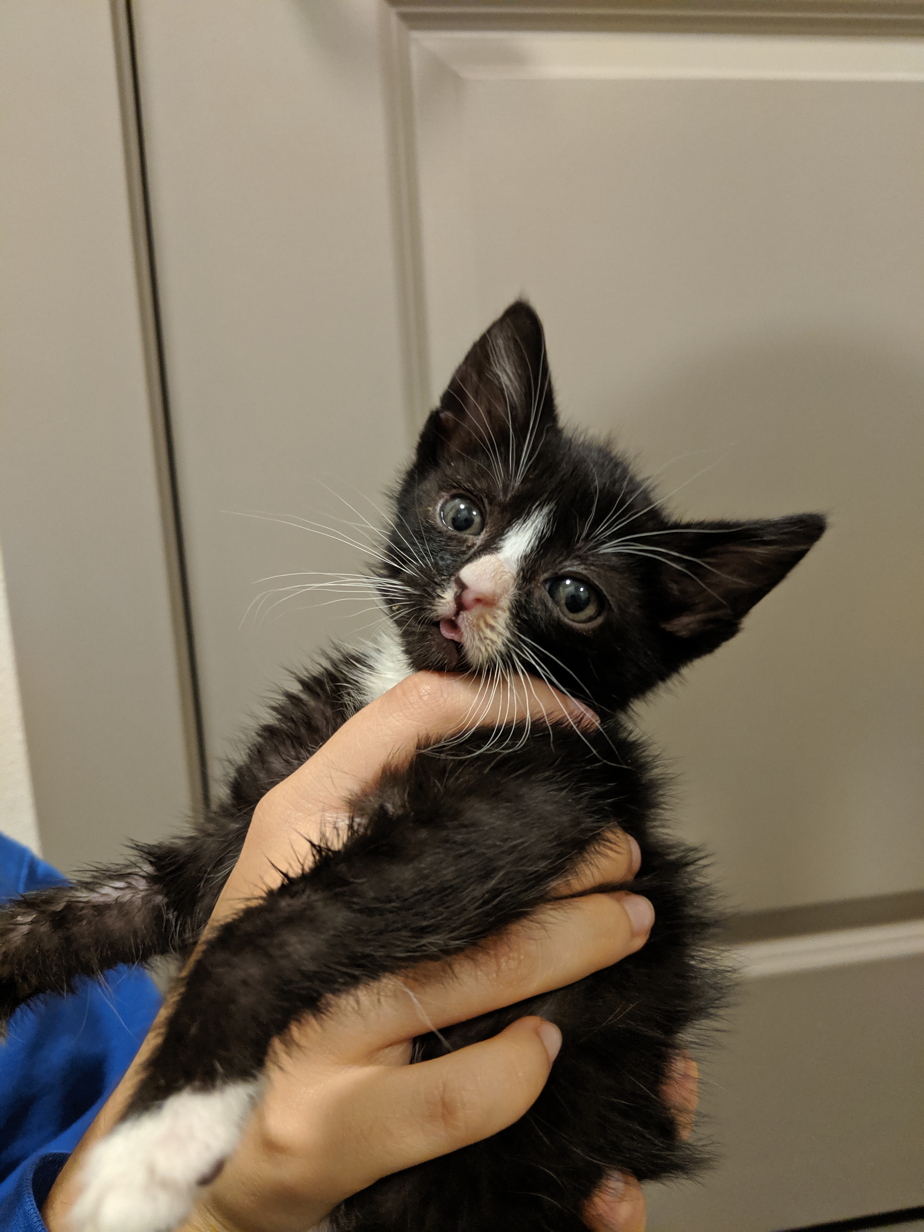 Apa yang terjadi ketika anak kucing dibesarkan tanpa pajanan dengan kucing  atau anak kucing lain? - Quora