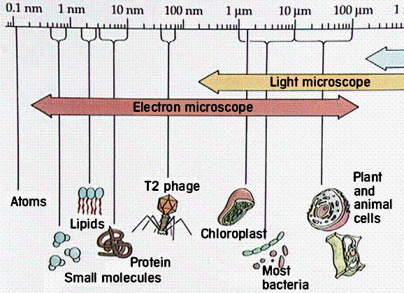 Maybe you would like to learn more about one of these? Approximately how many cells of staphylococci will be able ...