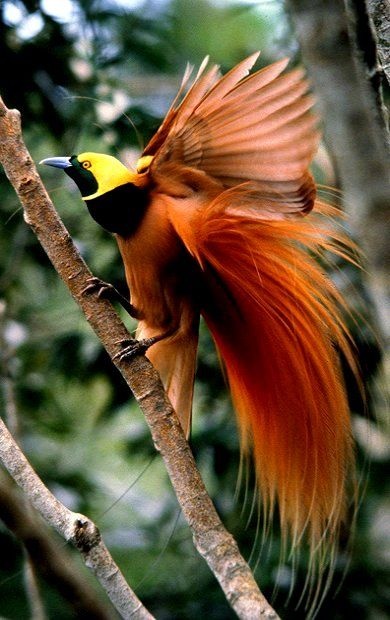 Kalimantan, Indonesia | National parks, Indonesia, Orangutan