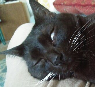 The gland associated with the nictitating membrane provides your cat's eye with approximately half of its tear production. Can cats sleep with their eyes open? - Quora