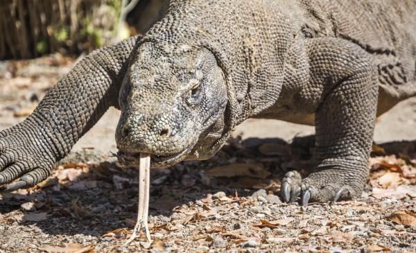 It&#x27;d be like explaining supertramp to a komodo dragon. Quais Sao As Coisas Mais Interessantes Sobre O Dragao De Komodo Quora