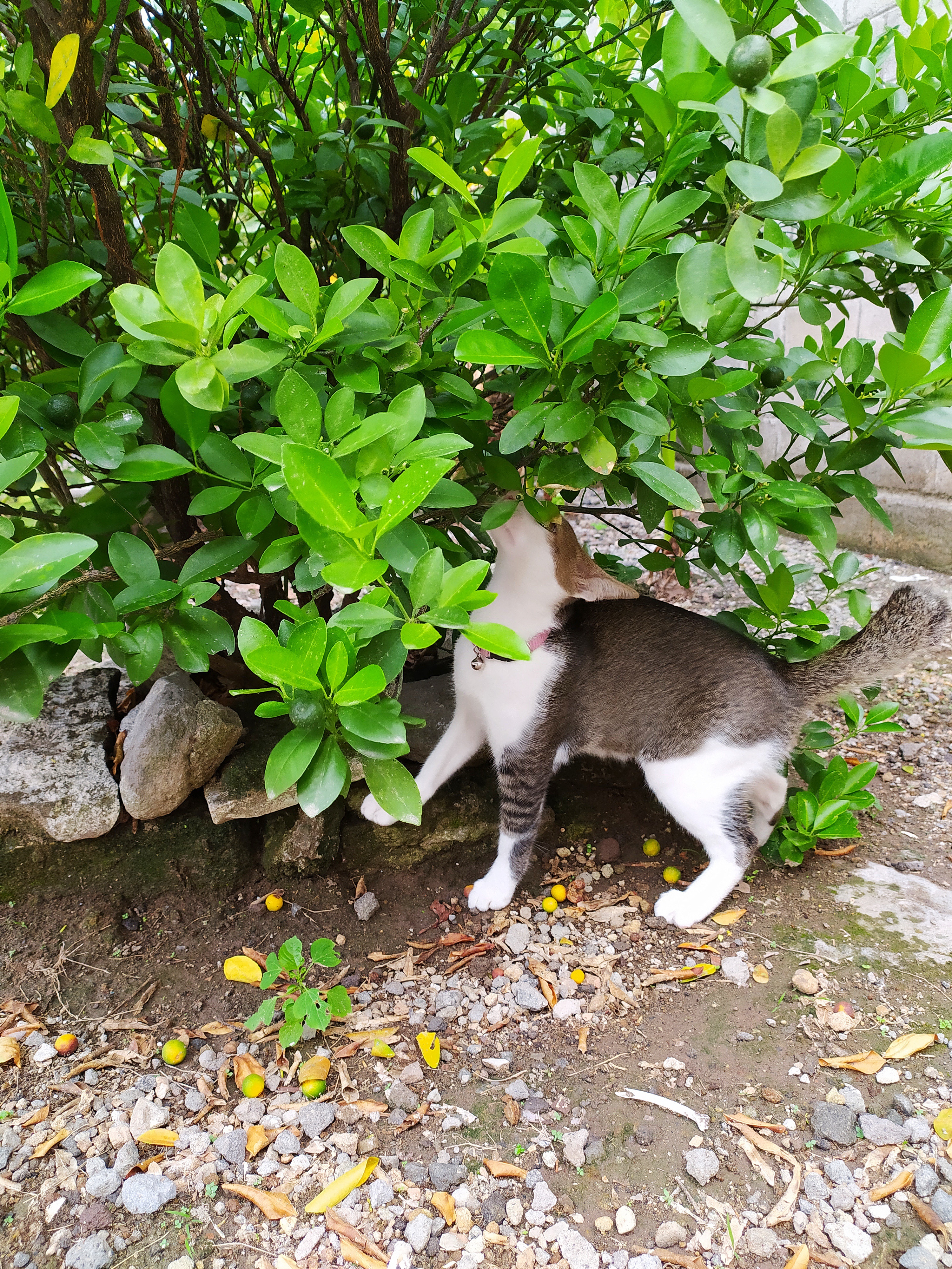 Apakah kamu pernah ditinggal mati oleh hewan peliharaan? Bagaimana rasanya?  - Quora