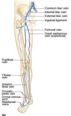 630 anatomical structures of the upper limb (pectoral girdle, shoulder, arm, elbow, forearm, wrist we used the terminologia anatomica to label all the anatomical structures; Why do veins show more in the forearm than in the bicep ...