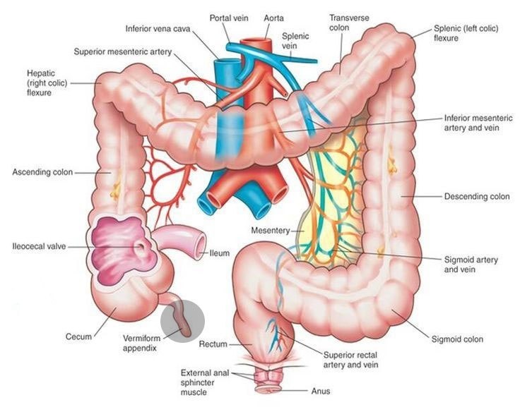 Jika umbai cacing tidak berguna, mengapa evolusi tidak menghilangkannya? -  Quora