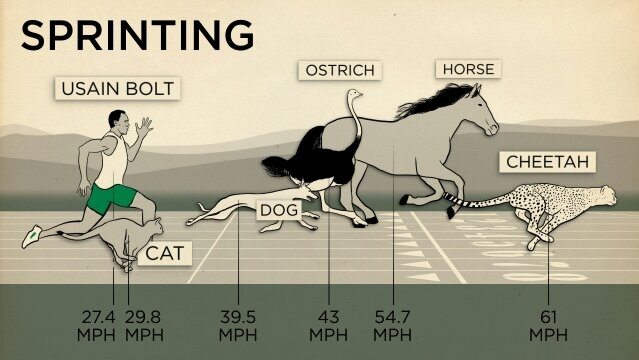 How do ostriches run faster than a horse? - Quora
