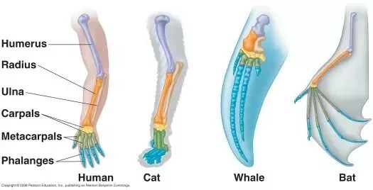 Which Of The Following Pairs Of Structures Are Not Homologous 37+ Pages Summary in Doc [1.5mb] - Updated 