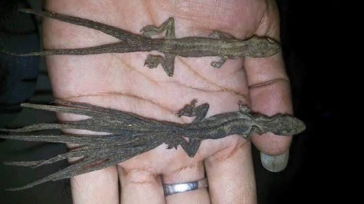 Beli produk cicak ekor 2 berkualitas dengan harga murah dari berbagai pelapak di indonesia. Apa Fakta Unik Tentang Cicak Quora