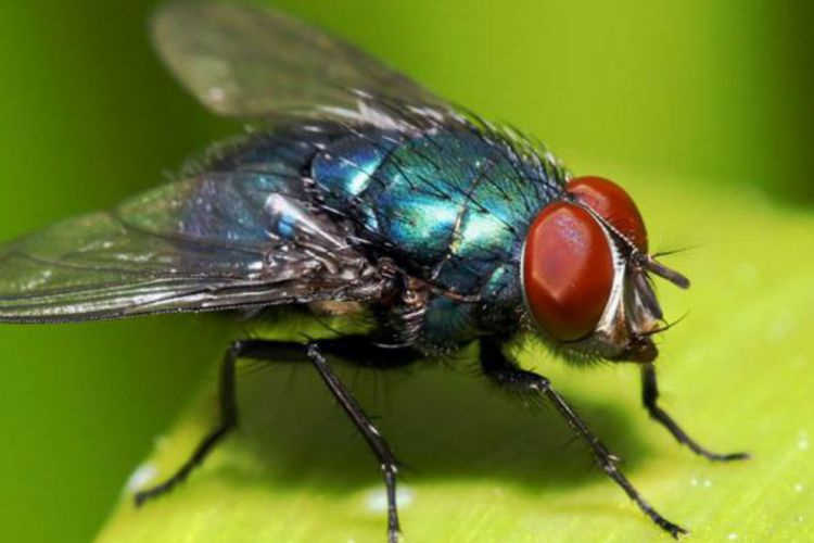 Berapa jumlah kaki pada lalat? - Quora
