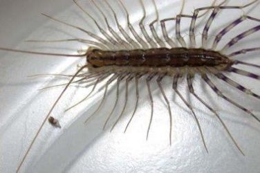 centipede centipedes wisconsin huge harmless worried should edu hort uwex apparently yours looks scutigera coleoptrata