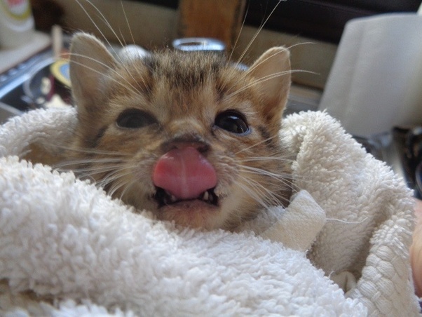 Snacks and treats for your cat. How to make a 7-week-old kitten eat wet food - Quora