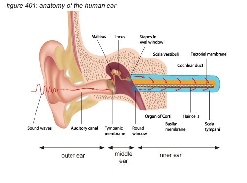 The ossicles are three tiny bones, the smallest in the human body, and are named the malleus . How Do The Hammer Anvil And Stirrup Work In The Ear Quora