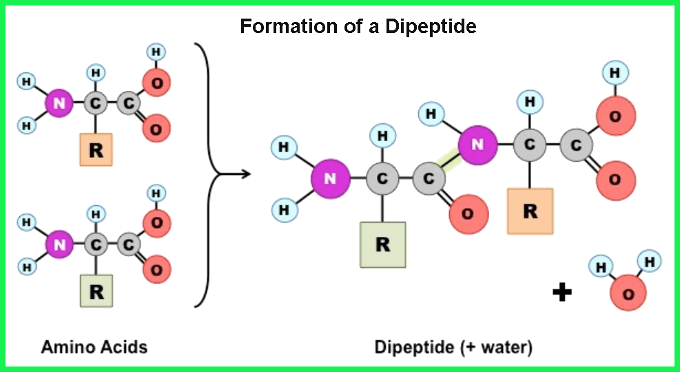 Apa yang disebut struktur yang dihasilkan ketika dua asam amino bergabung  secara kimia? - Quora