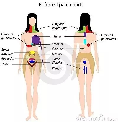 The center part of the body is often referred to as the core and houses most major organ systems. What Are Three Things In The Human Body That Are Not Painful When We Cut Quora