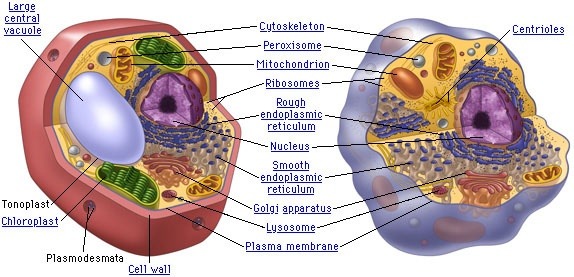 The region inside the cell except for the nucleus cytoplasm 6. Are Animal Cells Prokaryotic Or Eukaryotic How Is This Determined Quora