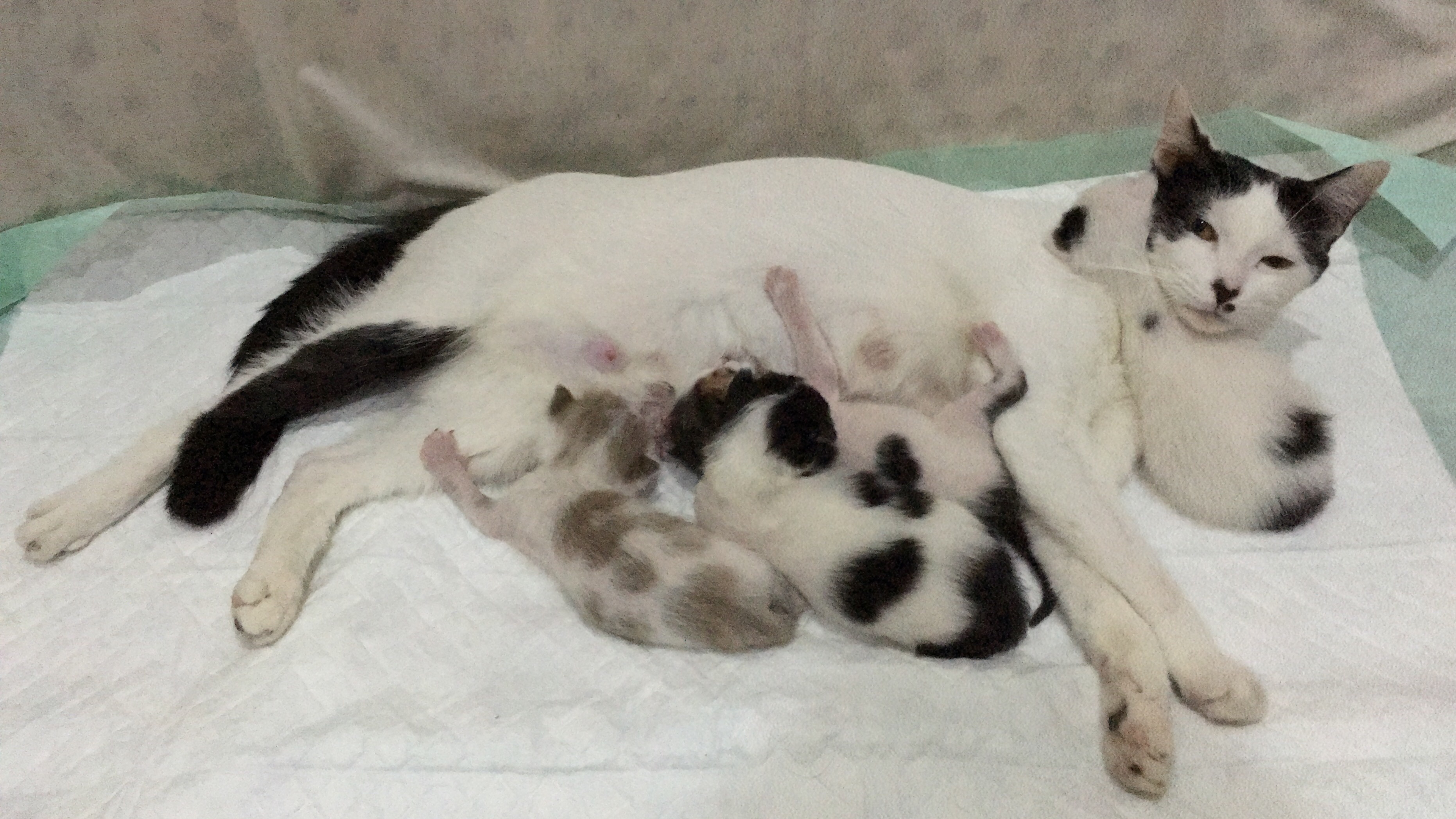 Apa penyebab induk kucing tidak mau menyusui anaknya setelah melahirkan? -  Quora