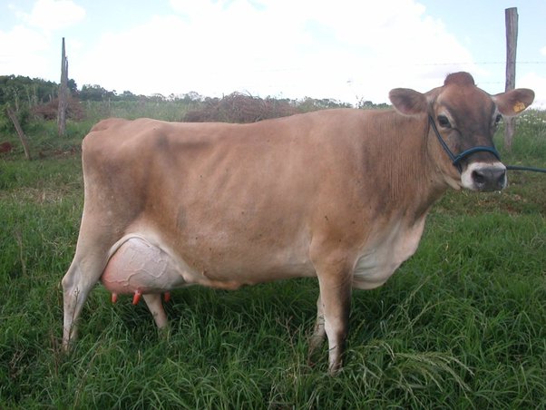¿en qué se parece una vaca a un edificio? En Que Se Parece Una Vaca A Un Edificio Quora