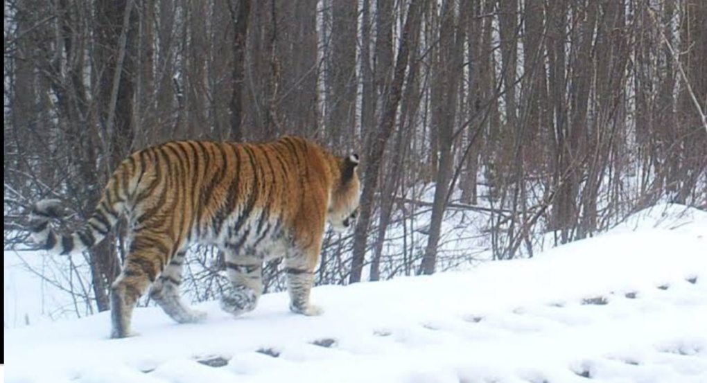 Apakah garis-garis hitam pada harimau membantu mereka? - Quora