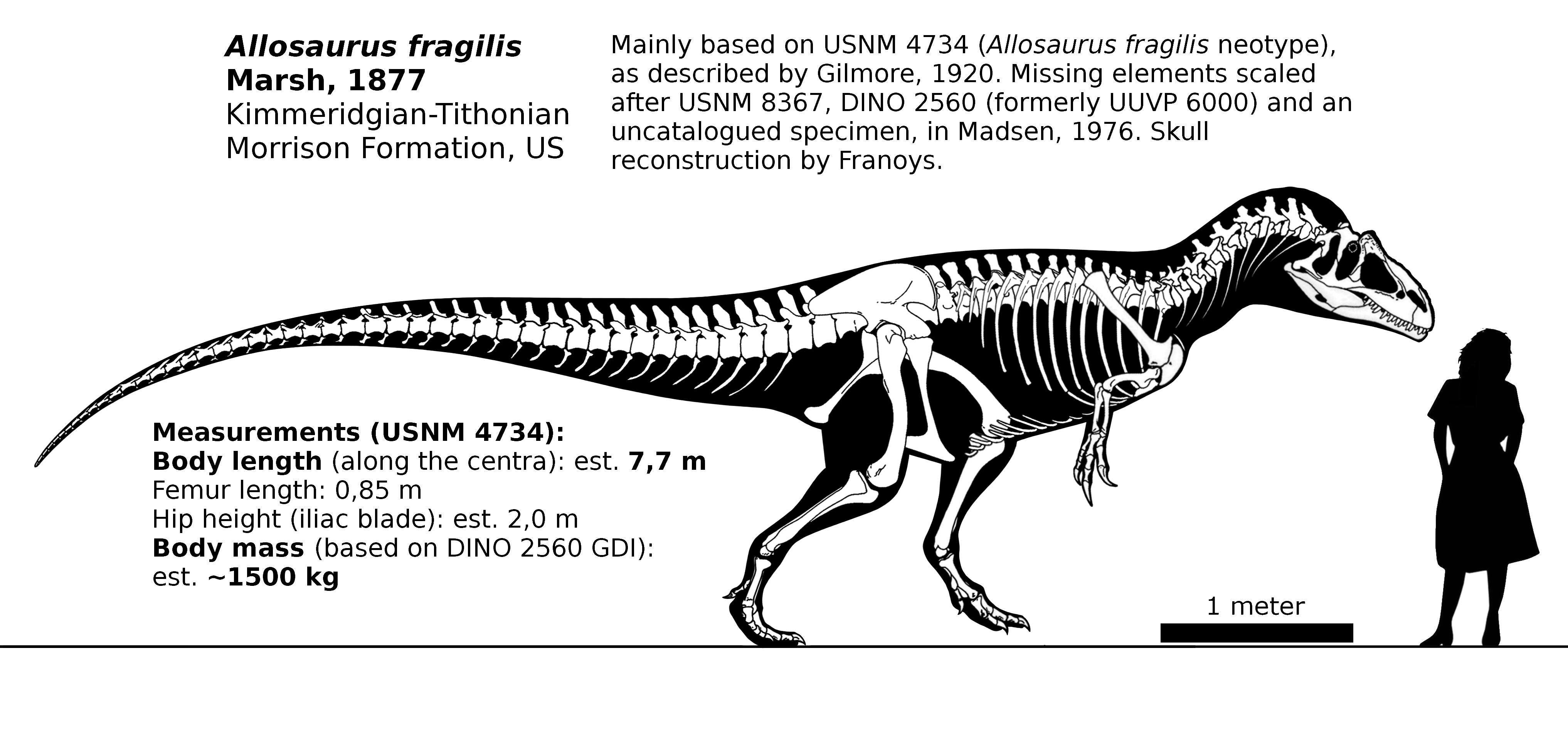 The size range of allosaurus compared with a human. How Large Is An Allosaurus Quora
