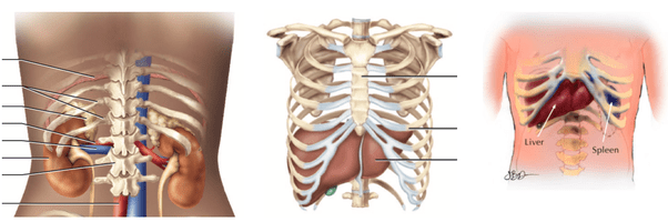 Organs Within Ribcage : What is the purpose of floating ribs (the 11th and 12th ...