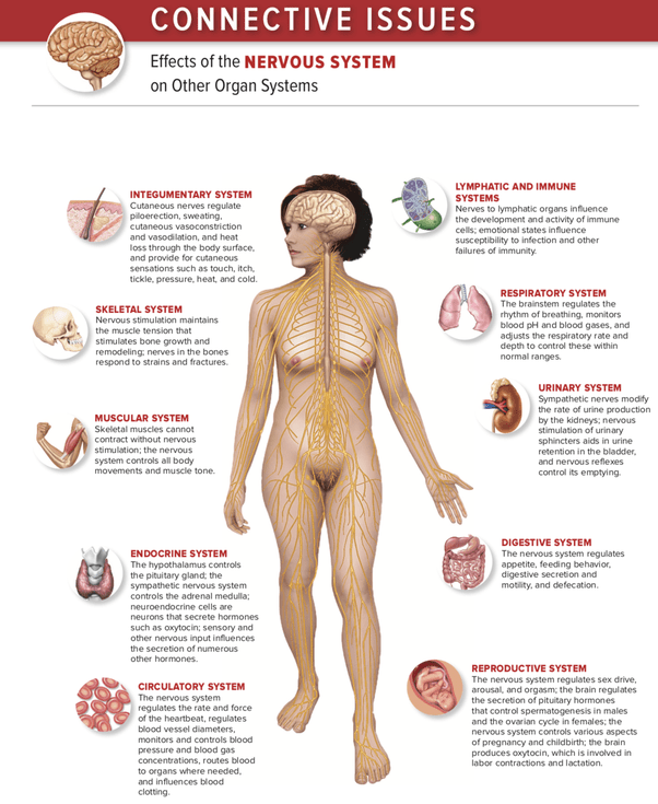 This site offers information designed for educational purposes only. Is The Endocrine System Controlled By The Nervous System Quora