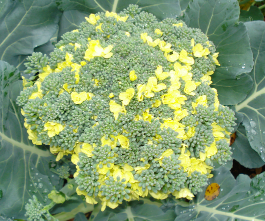 When broccoli begins its decline, the first things you'll probably notice are that it suddenly has a slight smell that wasn't there before (which gets worse as its breakdown continues), the tips of some florets are starting to yellow and, if there are any, the attached leaves are starting to wilt. Can We Eat Broccoli Flowers Quora