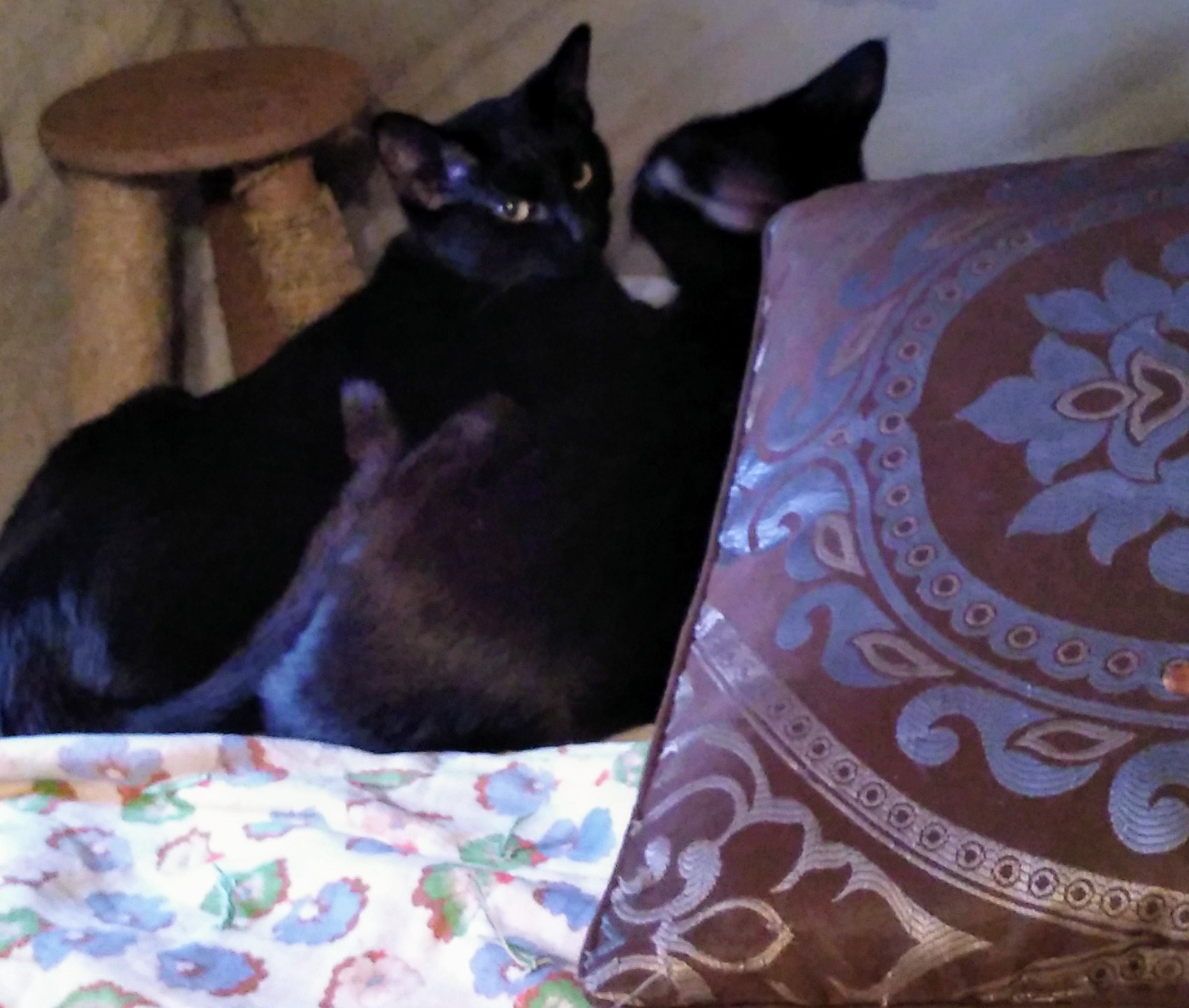 Apakah ada di antara Anda yang memiliki banyak kucing hitam pekat? Bisakah  Anda membedakannya, hanya secara visual, atau sulit? - Quora