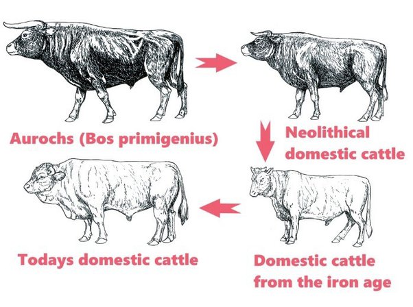 Bruto es el que mató a césar,. En Que Se Parece Una Vaca A Un Edificio Quora