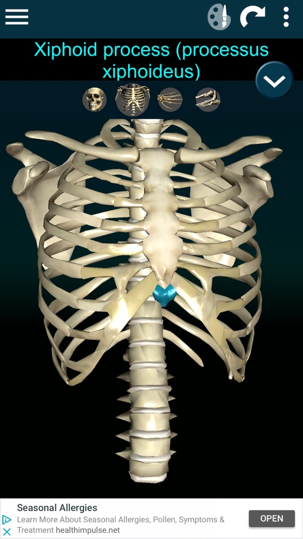 This item can be dropped. What is that bump underneath rib cage? - Quora