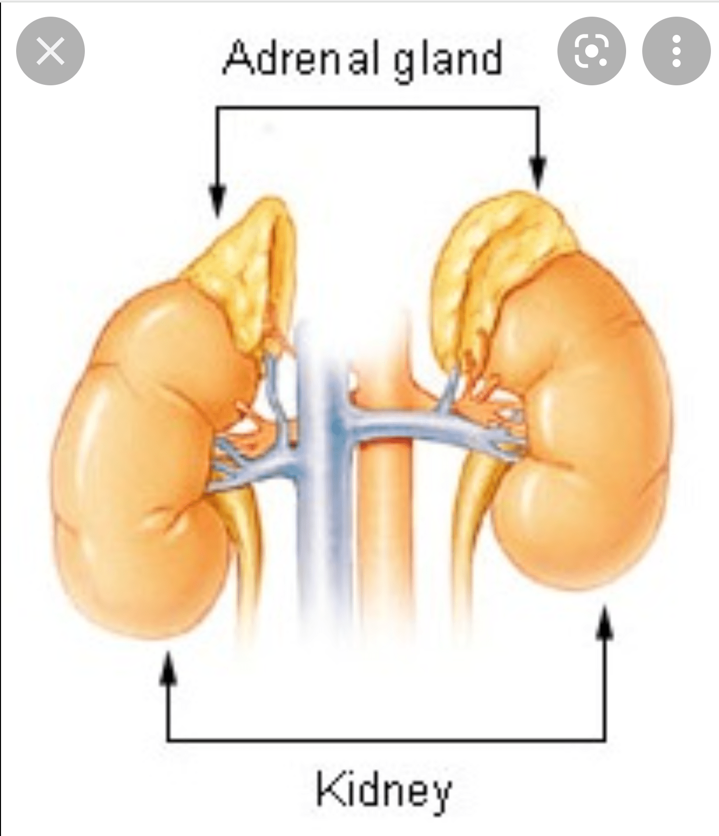 Apa yang memicu kelenjar adrenal untuk mengeluarkan adrenalin dengan  sendirinya? - Quora
